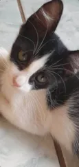 Dedé