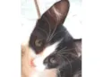 Dedé