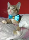 Arthurzinho