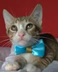 Arthurzinho