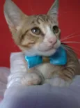 Arthurzinho