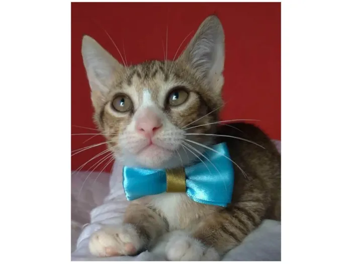 Gato ra a SRD-ViraLata idade 2 a 6 meses nome Arthurzinho 