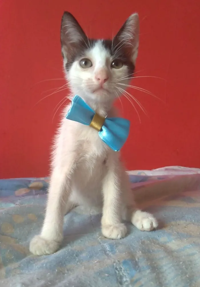 Gato ra a SRD-ViraLata idade 2 a 6 meses nome Akira