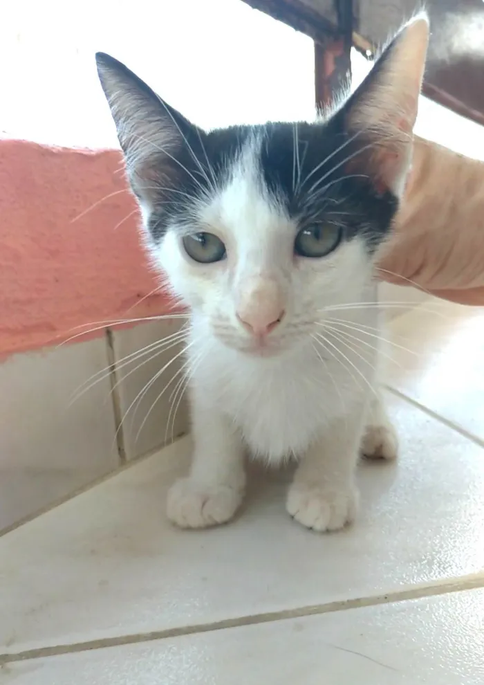 Gato ra a SRD-ViraLata idade 2 a 6 meses nome Akira