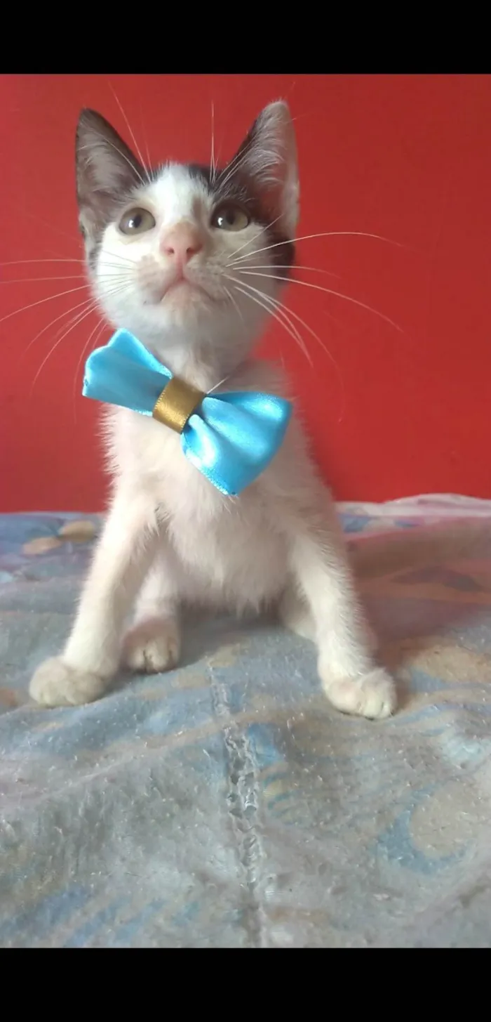 Gato ra a SRD-ViraLata idade 2 a 6 meses nome Akira