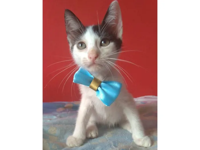 Gato ra a SRD-ViraLata idade 2 a 6 meses nome Akira