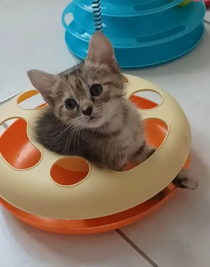 Gato ra a SRD-ViraLata idade 2 a 6 meses nome Dani 