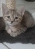 Dani