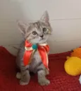 Dani