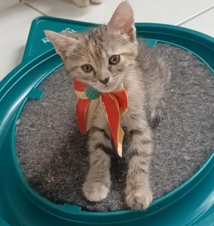 Gato ra a SRD-ViraLata idade 2 a 6 meses nome Dani 