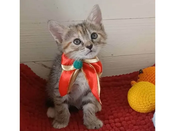 Gato ra a SRD-ViraLata idade 2 a 6 meses nome Dani 