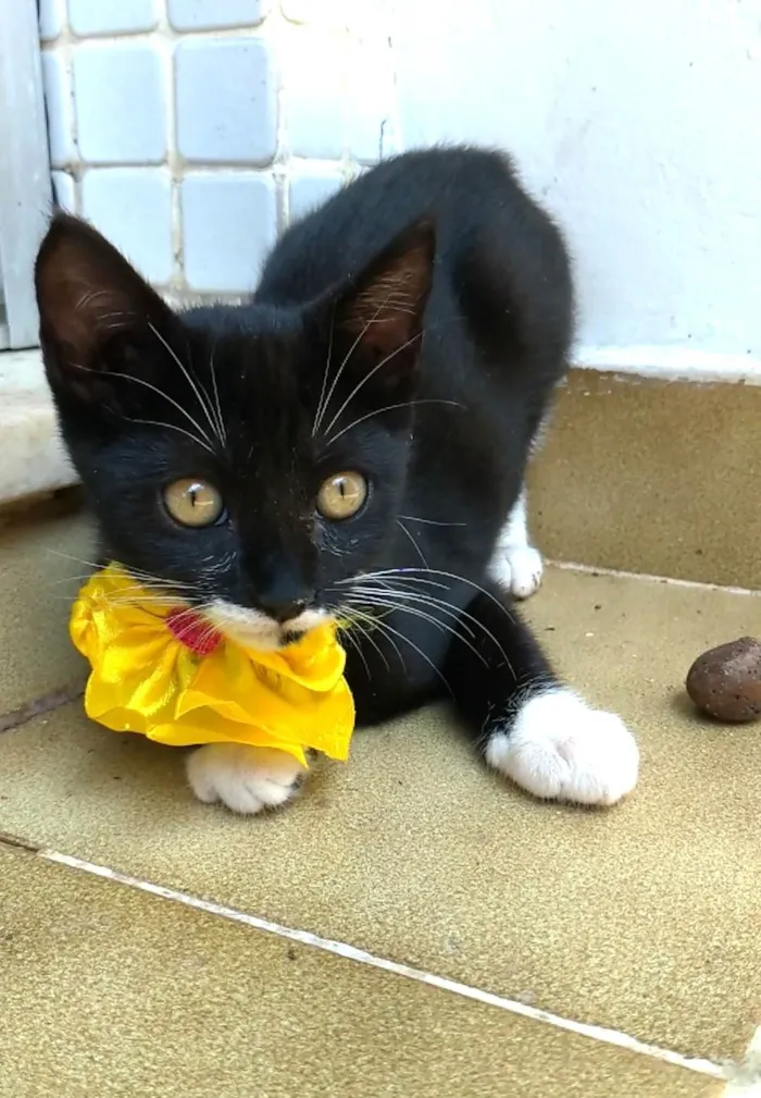 Gato ra a SRD-ViraLata idade 2 a 6 meses nome Talia