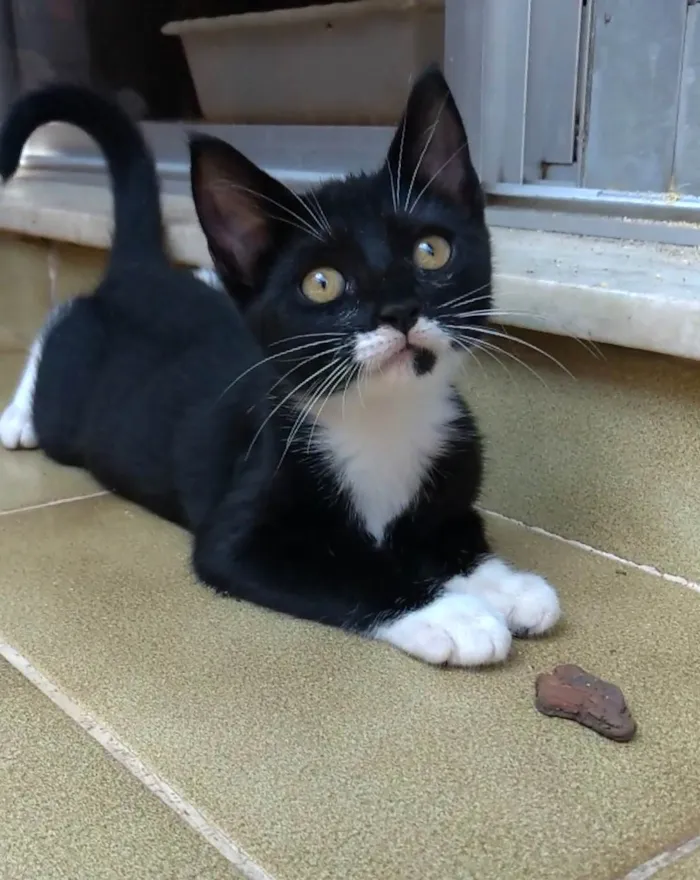 Gato ra a SRD-ViraLata idade 2 a 6 meses nome Talia