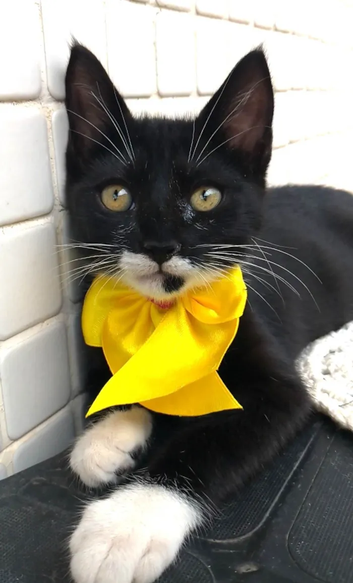 Gato ra a SRD-ViraLata idade 2 a 6 meses nome Talia