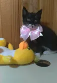 Talia