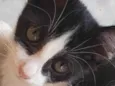 Dedé