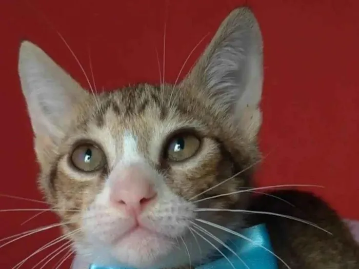 Gato ra a SRD-ViraLata idade 2 a 6 meses nome Arthurzinho 