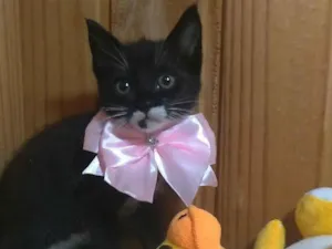 Gato raça SRD-ViraLata idade 2 a 6 meses nome Talia