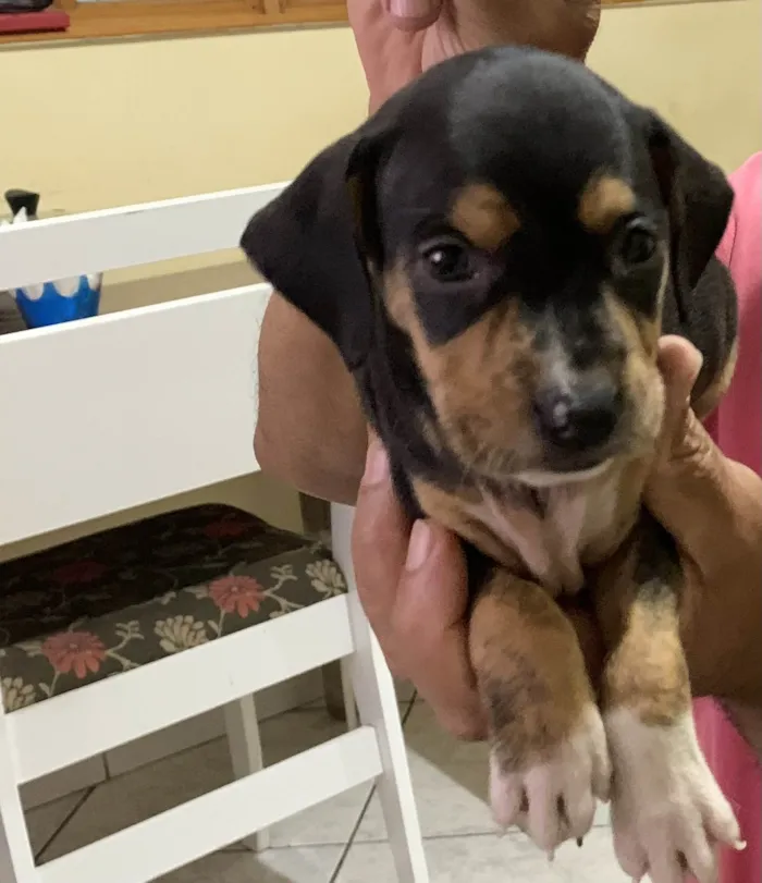 Cachorro ra a SRD-ViraLata idade Abaixo de 2 meses nome Lessie 