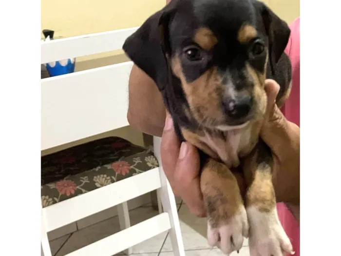 Cachorro ra a SRD-ViraLata idade Abaixo de 2 meses nome Lessie 