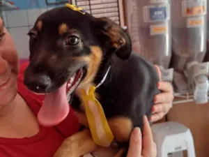 Cachorro raça  idade 2 a 6 meses nome Thor