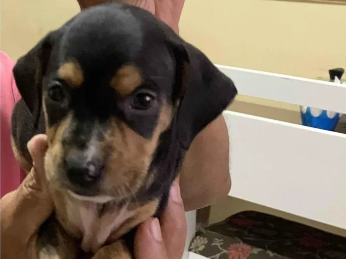 Cachorro ra a SRD-ViraLata idade Abaixo de 2 meses nome Lessie 