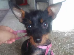 Cachorro raça Sem raca idade 2 a 6 meses nome Felix 