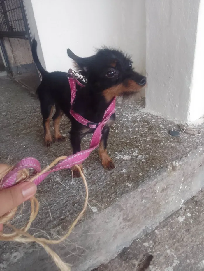 Cachorro ra a Sem raca idade 2 a 6 meses nome Felix 