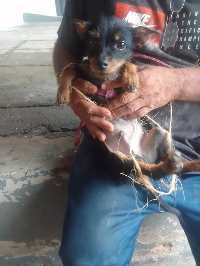 Cachorro ra a Sem raca idade 2 a 6 meses nome Felix 