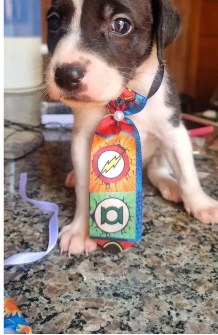 Cachorro ra a Shitzu idade 2 a 6 meses nome Shitsu