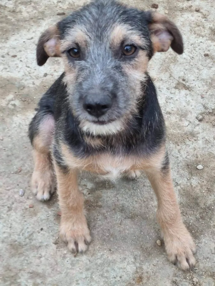 Cachorro ra a SRD-ViraLata idade 2 a 6 meses nome Bruno &Marrone