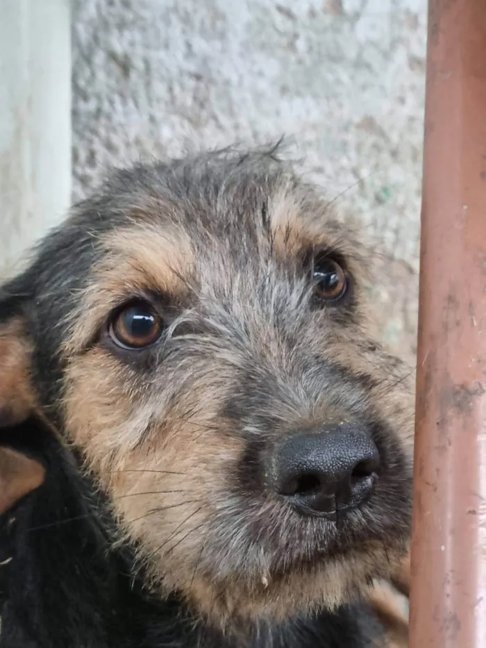 Cachorro ra a SRD-ViraLata idade 2 a 6 meses nome Bruno &Marrone