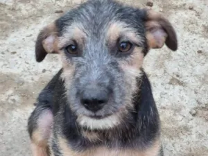 Cachorro raça SRD-ViraLata idade 2 a 6 meses nome Bruno &Marrone