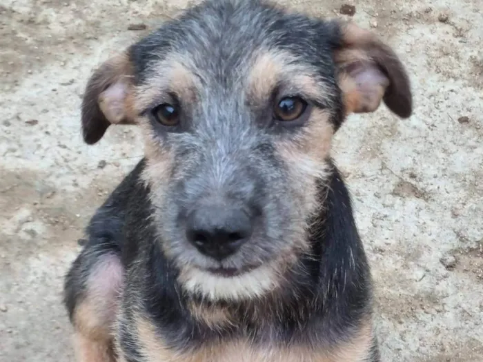 Cachorro ra a SRD-ViraLata idade 2 a 6 meses nome Bruno &Marrone