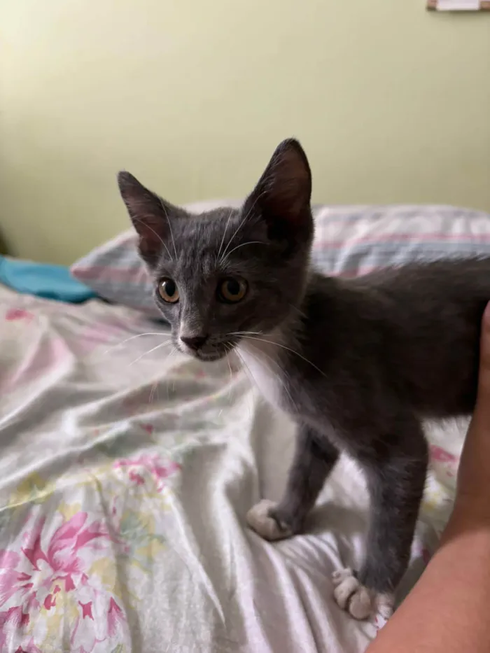 Gato ra a SRD-ViraLata idade Abaixo de 2 meses nome Jack