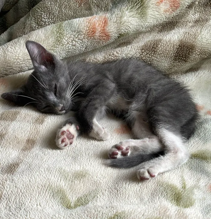 Gato ra a SRD-ViraLata idade Abaixo de 2 meses nome Jack