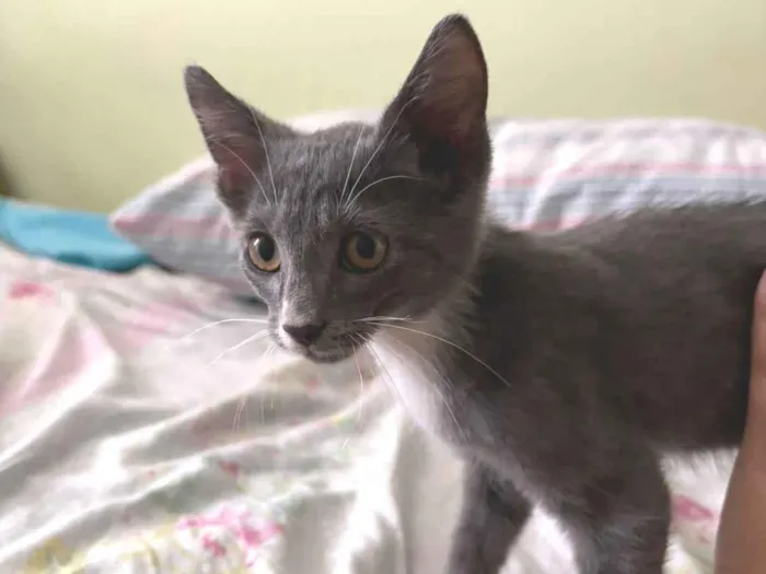 Gato ra a SRD-ViraLata idade Abaixo de 2 meses nome Jack