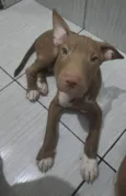 Adão 