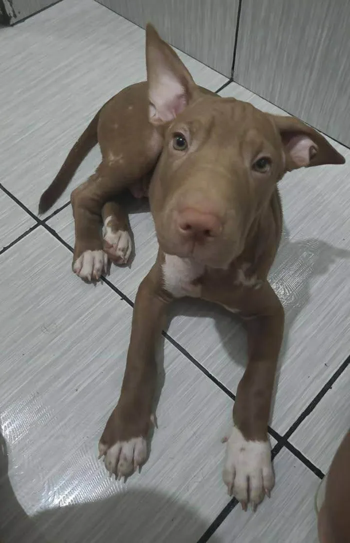 Cachorro ra a Bull terrier idade 2 a 6 meses nome Adão 
