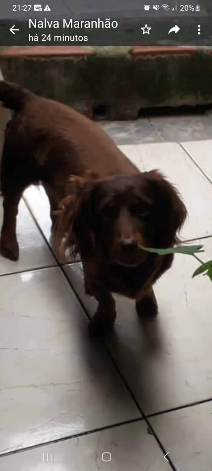 Cachorro ra a SRD-ViraLata idade 2 anos nome Nescau