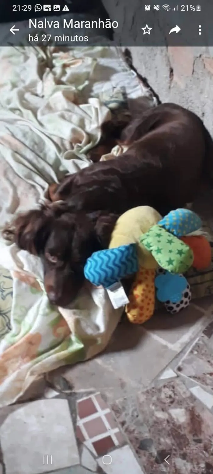 Cachorro ra a SRD-ViraLata idade 2 anos nome Nescau