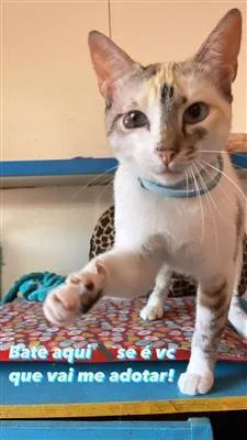 Gato ra a SRD-siamesada idade 7 a 11 meses nome Perolinha 
