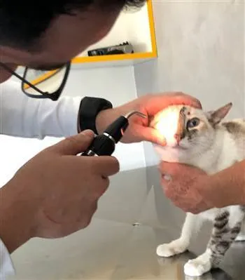 Gato ra a SRD-siamesada idade 7 a 11 meses nome Perolinha 
