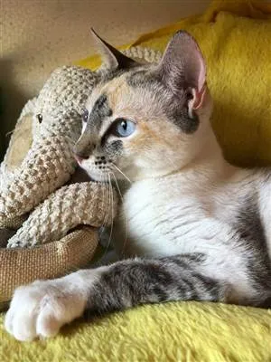 Gato ra a SRD-siamesada idade 7 a 11 meses nome Perolinha 