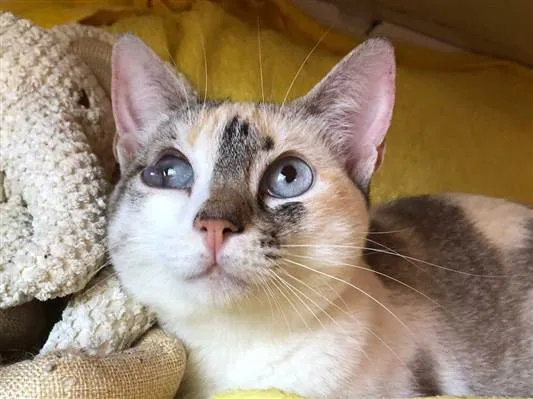 Gato ra a SRD-siamesada idade 7 a 11 meses nome Perolinha 