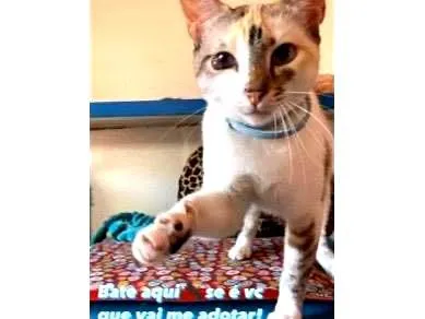 Gato ra a SRD-siamesada idade 7 a 11 meses nome Perolinha 