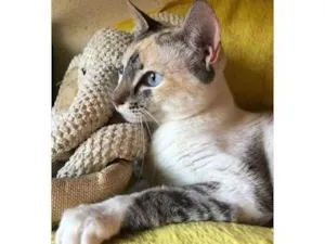 Gato raça SRD-siamesada idade 7 a 11 meses nome Perolinha 