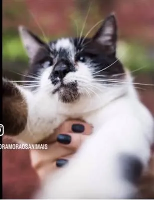 Gato ra a SRD-siamesado idade 7 a 11 meses nome Féliqs