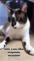 Féliqs