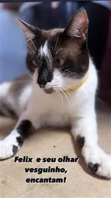 Gato ra a SRD-siamesado idade 7 a 11 meses nome Féliqs